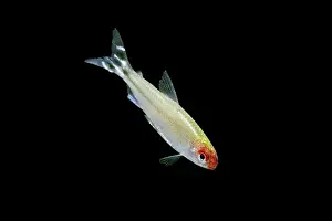 Tetra: Rummy-nose / Red Nose Tetra - side view