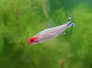 Tetra: Rummy-nose tetra / Red nose tetra - side view