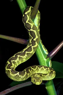 Atheris: Rungwe Bush Viper - adult male