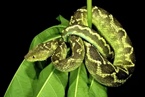 Atheris: Rungwe Bush Viper - adult male
