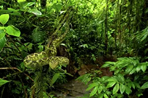Atheris: Rungwe Bush Viper - adult male