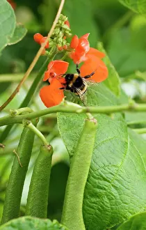 Coccineus: Runner bean