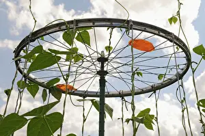 Case: Runner bean