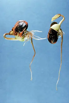 Cycles: Runner Bean - germination. One the right way up