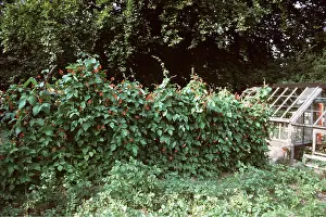 Greenhouses: RUNNER BEANS