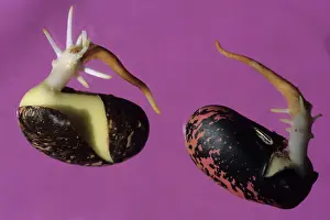 Germinating: Runner Beans Germinating
