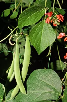 Showing: RUNNER BEANS - showing leaf and flower parts