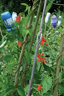 Sufficient: Runnerbean