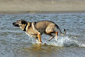 Half: Running dog half-breed (Canis lupus familiaris)