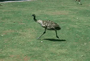 Struthioniformes: Running Emu