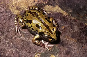 Senegalensis: Running Frog