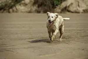 Retrieve: Running Golden Retriever
