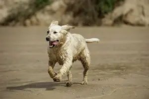 Retrieve: Running Golden Retriever