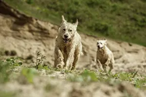 Preda: Two running Golden Retrievers