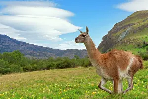 Guanicoe: Running Guanaco (Lama guanicoe), Patagonia National