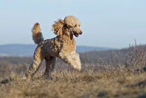 Apricot: Running large apricot poodle, giant poodle