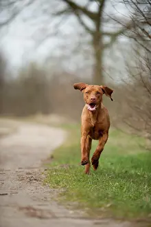 Magyar: Running Magyar Vizsla dog
