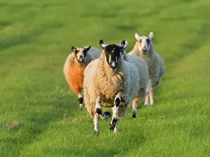 170821: Running sheep - Norfolk UK