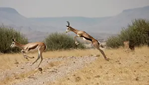 Carving: Running springboks in mid-jump, Palmwag