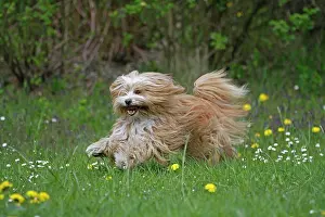 Tibetan: Running Tibetan Terrier, Germany, Europe spielende