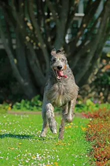 Wolfhound: Running Wolfhound, Rose Garden, Westfalenhalle