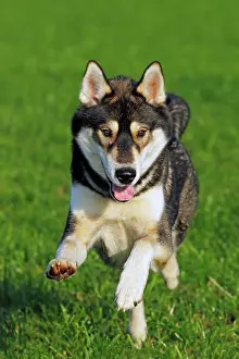 Huskies: Running young Siberian Husky dog (Canis lupus familiaris)