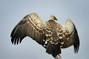 Backside: Rupell's Griffon Vulture