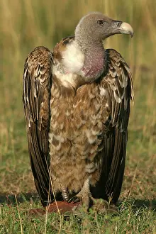 Rueppellii: RuppellIs Griffon Vulture