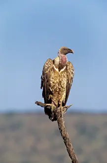 Ruppells: RUPPELLIS GRIFFON VULTURE