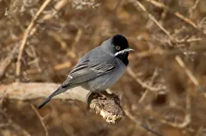 Rueppelli: RuppellIs Warbler - male on branch