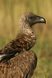 Rueppellii: Ruppell's Griffon Vulture