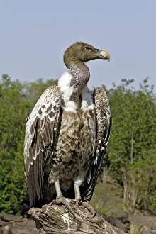 Ruppell: Ruppell's Griffon Vulture