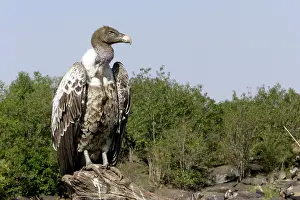 Ruppell: Ruppell's Griffon Vulture