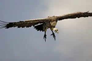 Sinister: Ruppell's Griffon Vulture