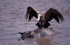 Rueppellii: Ruppell's Griffon Vulture