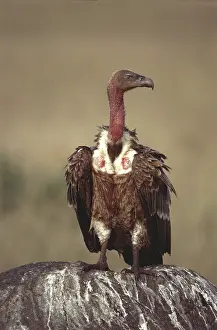 Griffons: Ruppell's Griffon Vulture