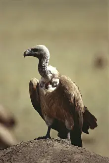 Griffons: Ruppell's Griffon Vulture