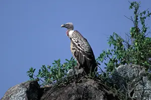 Ruppellii: Ruppell's Griffon Vulture