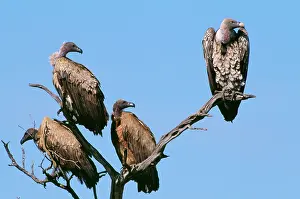 Ruppell: Ruppell's Griffon Vulture - and African White-backed