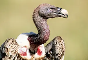 Griffon: RUPPELL'S GRIFFON VULTURE - close-up of head