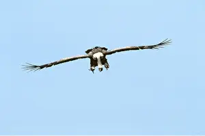 Griffon: RUPPELL'S GRIFFON VULTURE - in flight