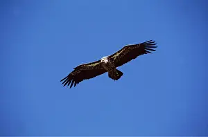 Griffon: RUPPELL'S GRIFFON VULTURE - in flight