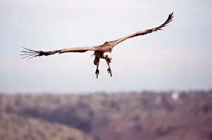 Griffon: RUPPELL'S GRIFFON VULTURE - In flight