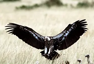 Griffon: RUPPELL'S GRIFFON VULTURE - in flight, landing