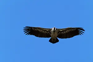 Ruppell: Ruppell's Griffon Vulture - Soaring