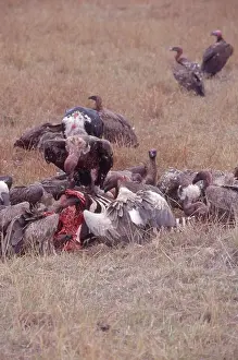 Rueppellii: Ruppell's Griffon Vultures