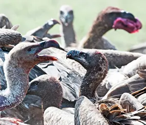 Rueppellii: Ruppell's Griffon Vultures feeding