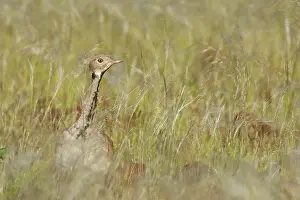 Rueppellii: Ruppell's Korhaan / Bustard - female