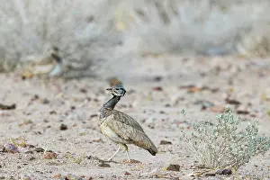 Bustard: Ruppells Korhaan (Eupodotis rueppellii). Male. Damaraland