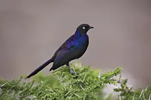 Lamprotornis: Ruppell's Long-tailed Starling